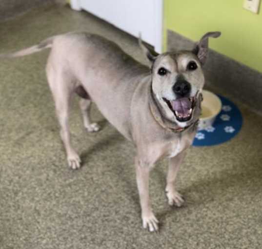 Photo of Cookie