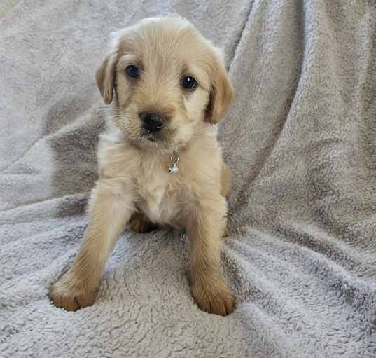 Photo of Violet