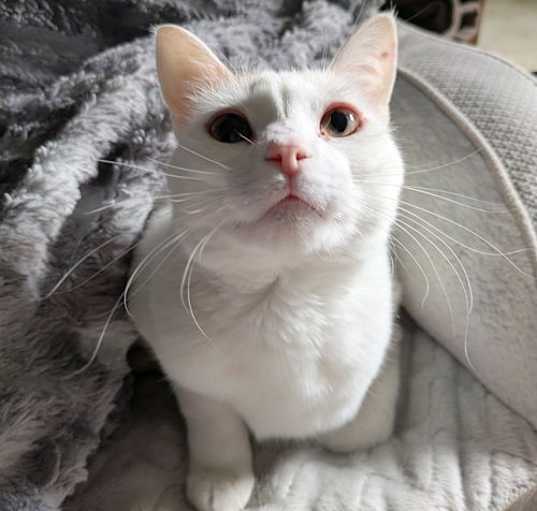 Photo of Crumpet  --  (kmk)