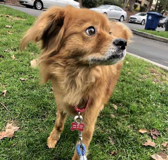 Photo of Simba