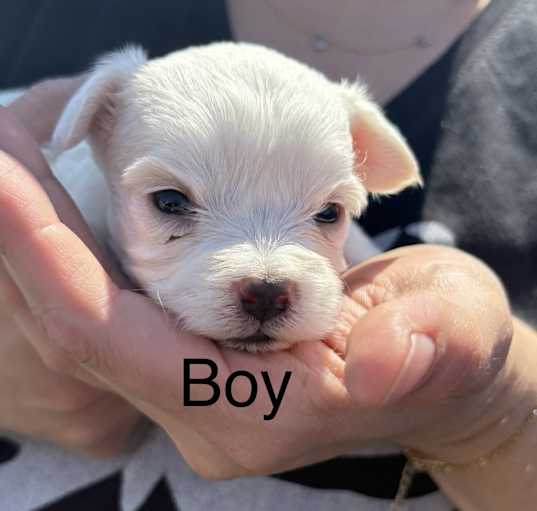 Photo of Boy 1 - luna litter
