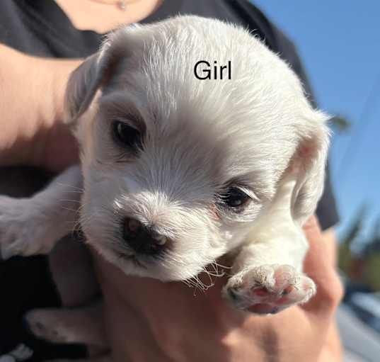 Photo of LUna litter - girl 2