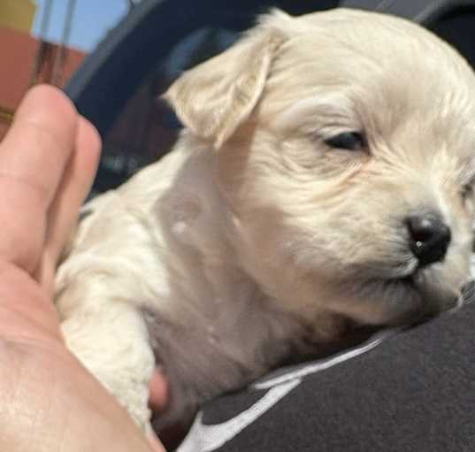 Photo of Girl 3 - luna litter