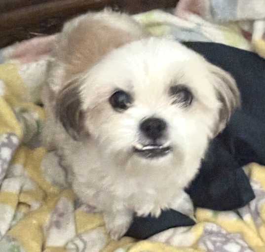 Photo of Ruby
