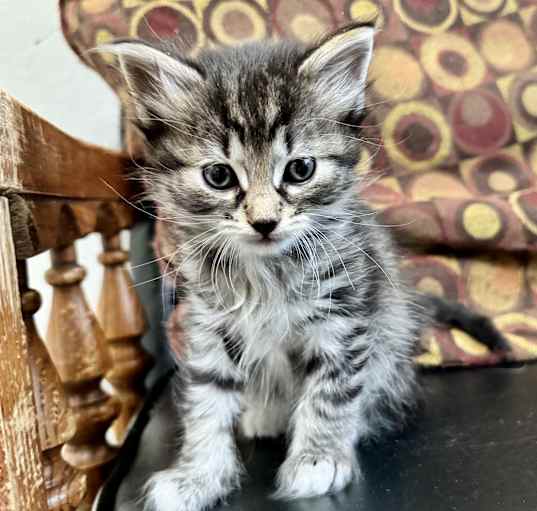 Photo of Polenta