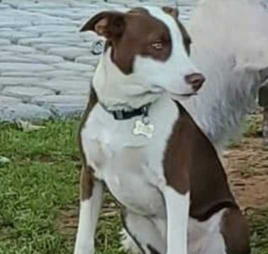 Photo of Picasso