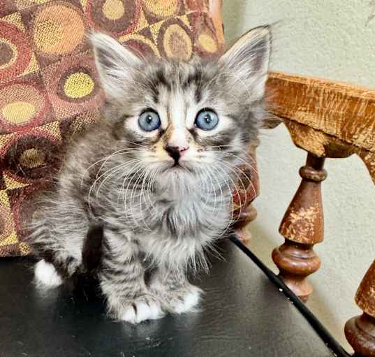 Photo of Tortilla