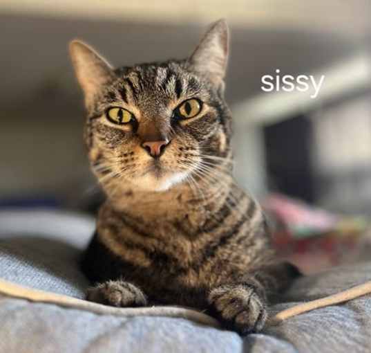 Photo of Sissy
