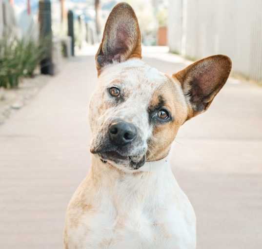 Photo of Ranger/Redwood