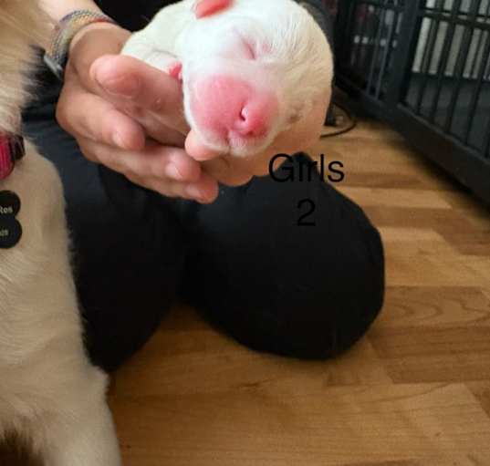 Photo of Dotti litter  - Girl 1