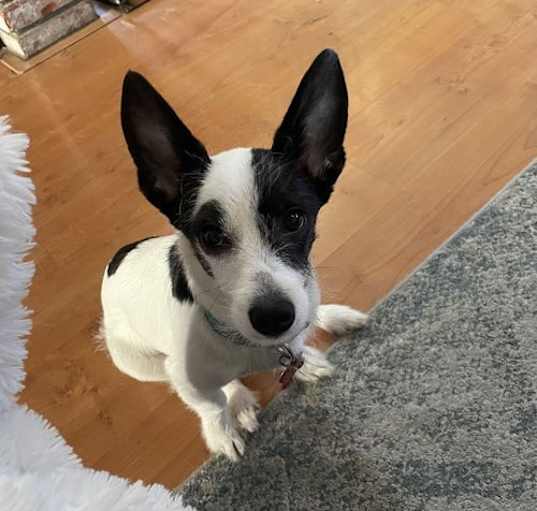 Photo of Brody