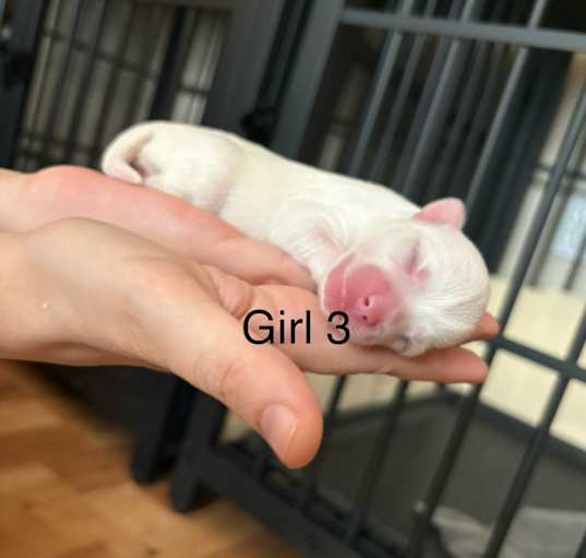 Photo of Dotti litter  - Girl 2