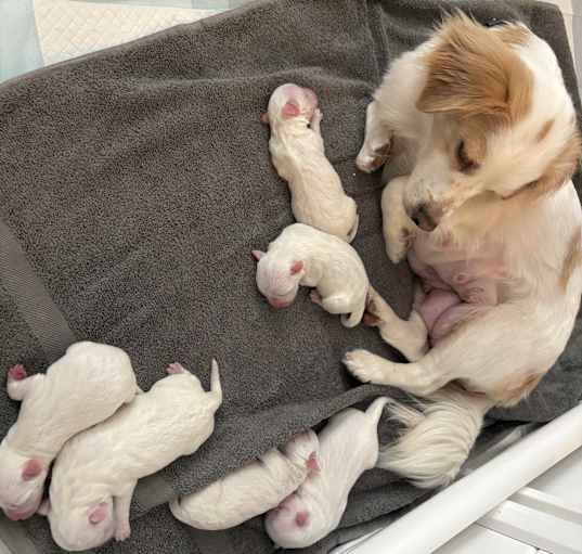 Photo of Dotti litter  - Girl 2
