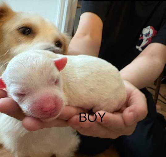 Photo of dotti litter boy 1