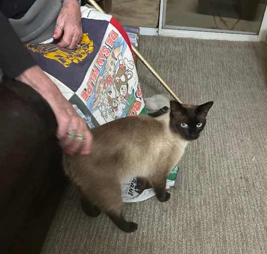 Photo of Mocha