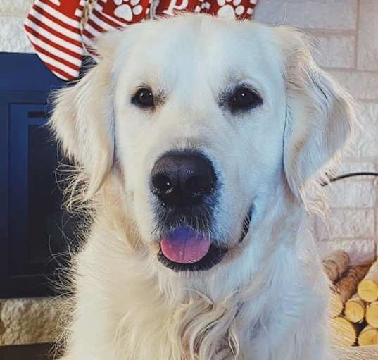 Photo of Moose