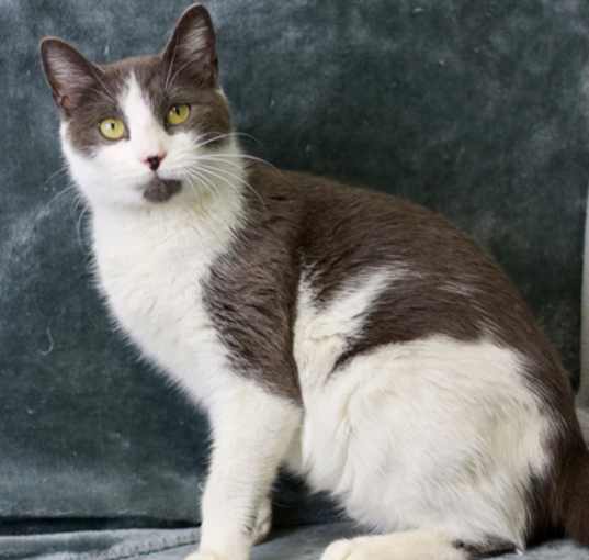 Photo of Wish - Available In Foster