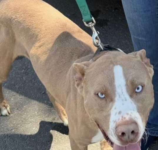 Photo of DIESEL