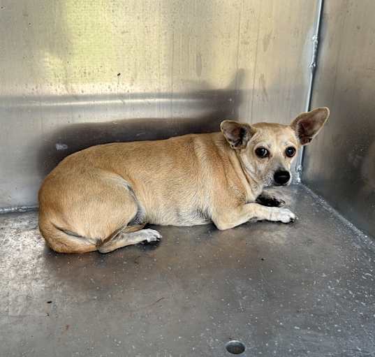 Photo of TXAC-Stray-19098