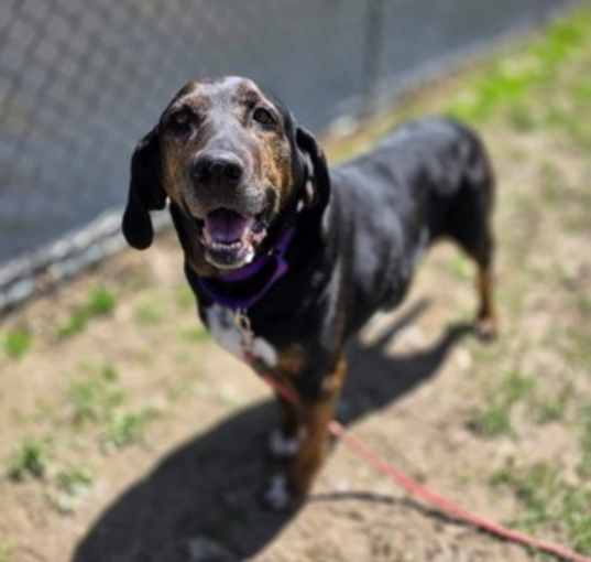 Photo of Harley