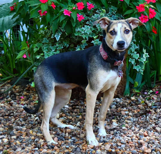 Photo of Smartie