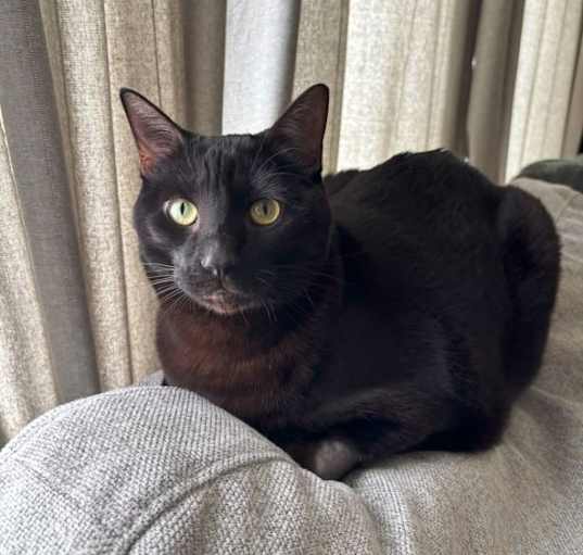 Photo of Roxie