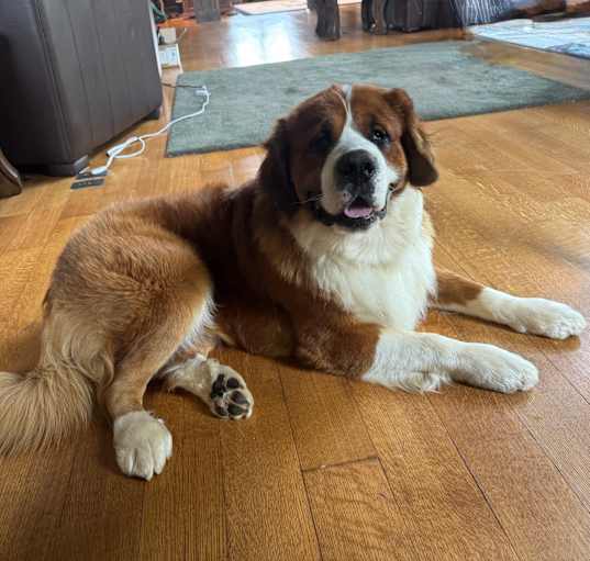 Photo of Apollo