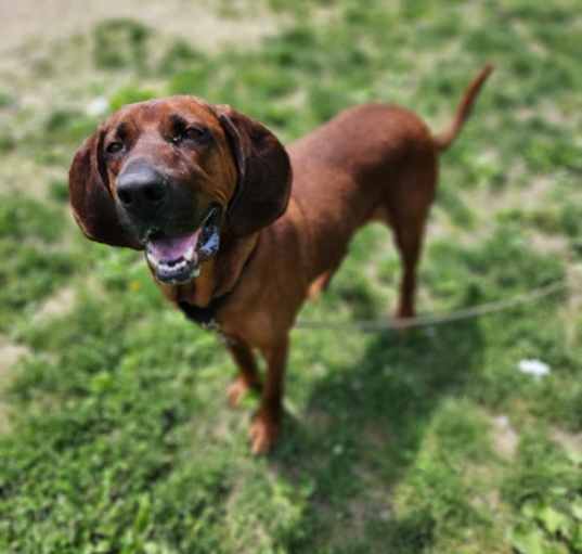 Photo of Scrappy