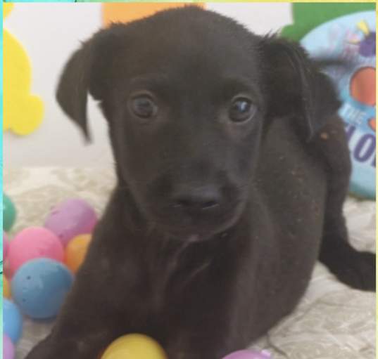 Photo of JOSH  – 4 MONTH TERRIER MIX MA