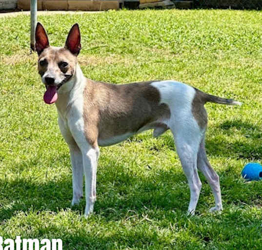 Photo of Batman
