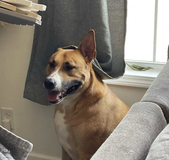Photo of Max