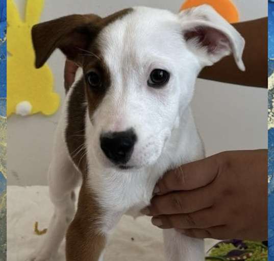 Photo of RUDY– 4 MONTH RAT TERRIER MALE