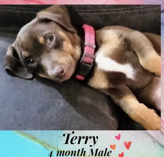 Photo of TERRY – 4 MONTH MIN PIN MALE