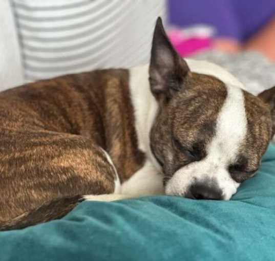 Photo of Lovey