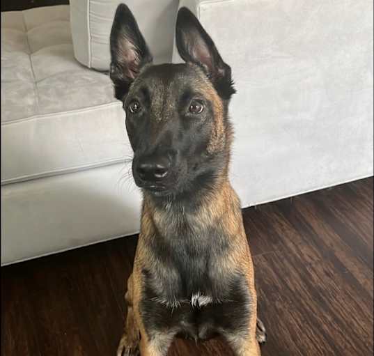 Photo of Athena