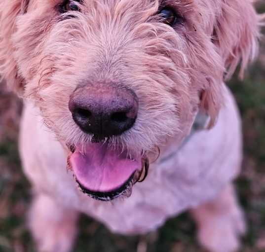Photo of Bailey