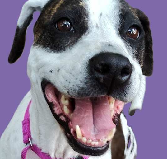 Photo of Luna