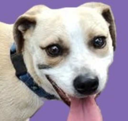 Photo of Brownie