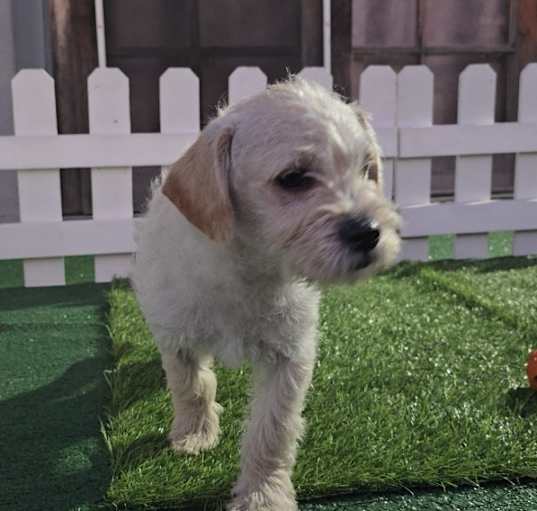 Photo of Cosmo