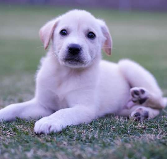 Photo of Jack