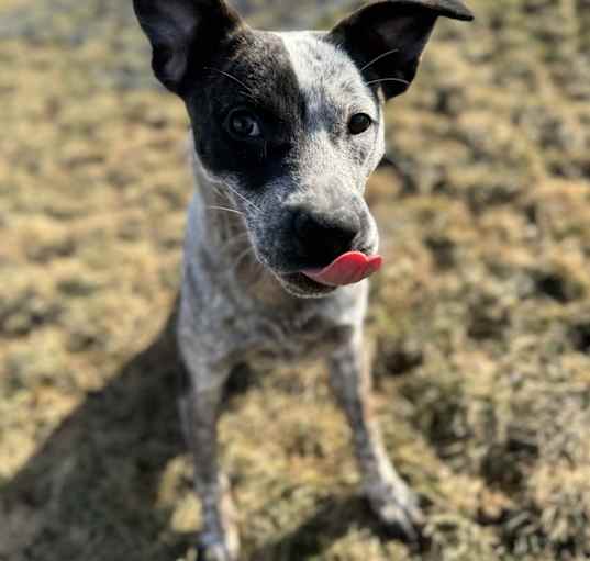 Photo of Bruno