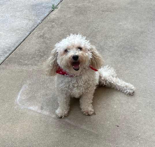 Photo of Splinter
