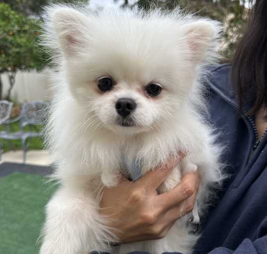 Photo of Dooley