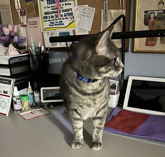 Photo of Shadow