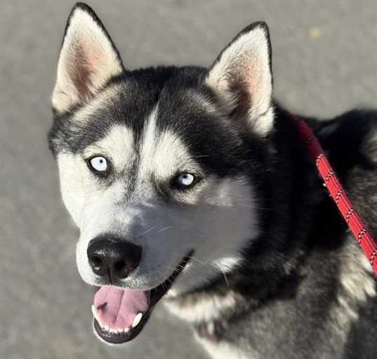 Photo of *PIPPIN