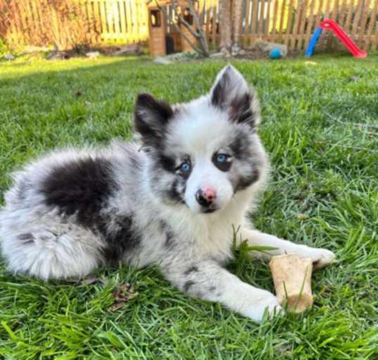 Photo of Skye