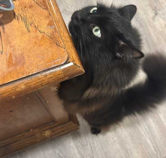 Photo of Polo