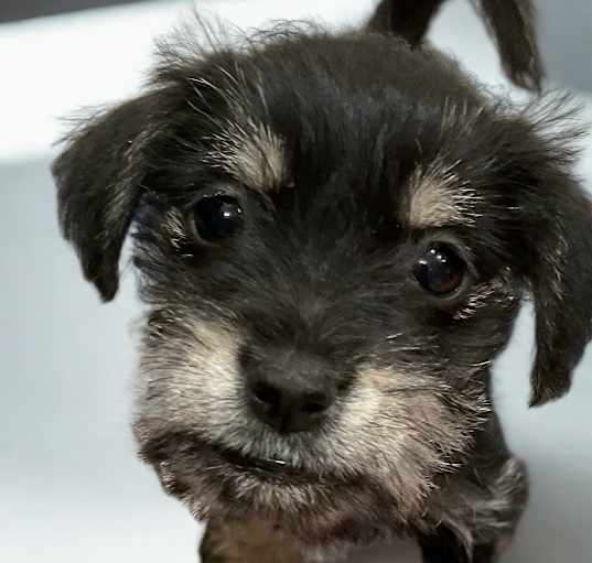 Photo of Lovey