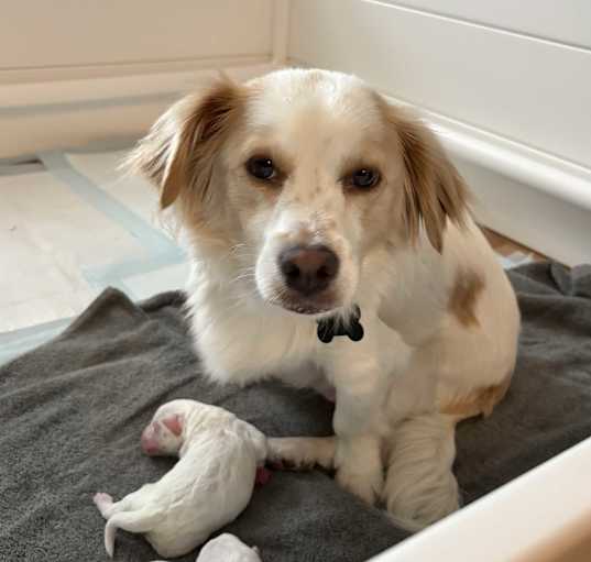 Photo of Dottie spaniel mix