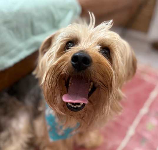 Photo of Humphrey